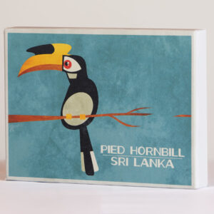Pied Hornbill - Box Frame