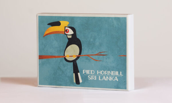 Pied Hornbill - Box Frame