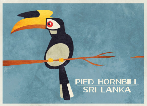 Pied Hornbill - Box Frame - Image 2